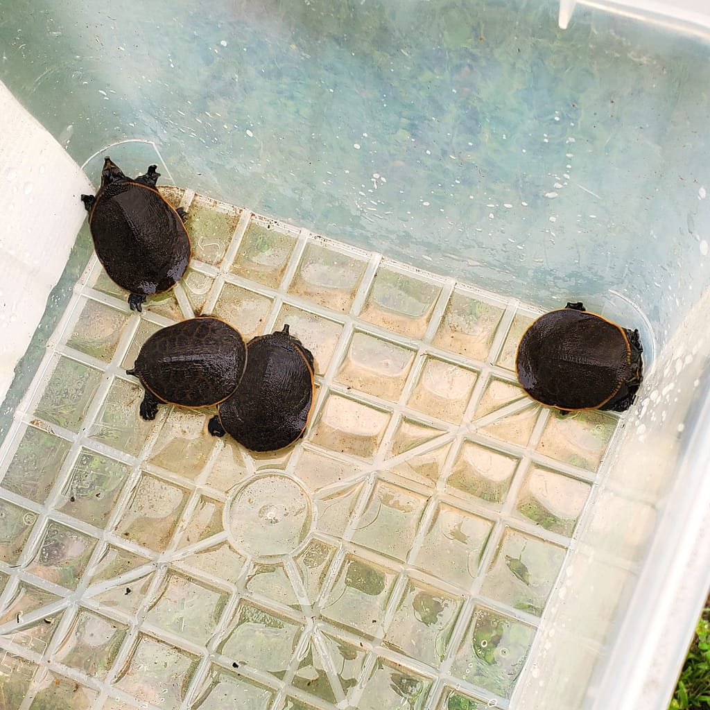 Four Tiny Turtles