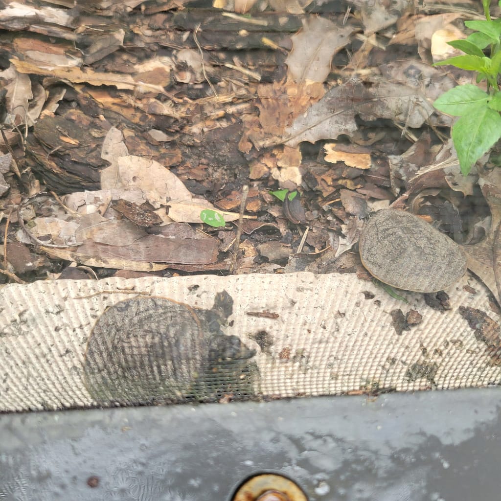 Two Turtles Blending in with Mulch in a Yard