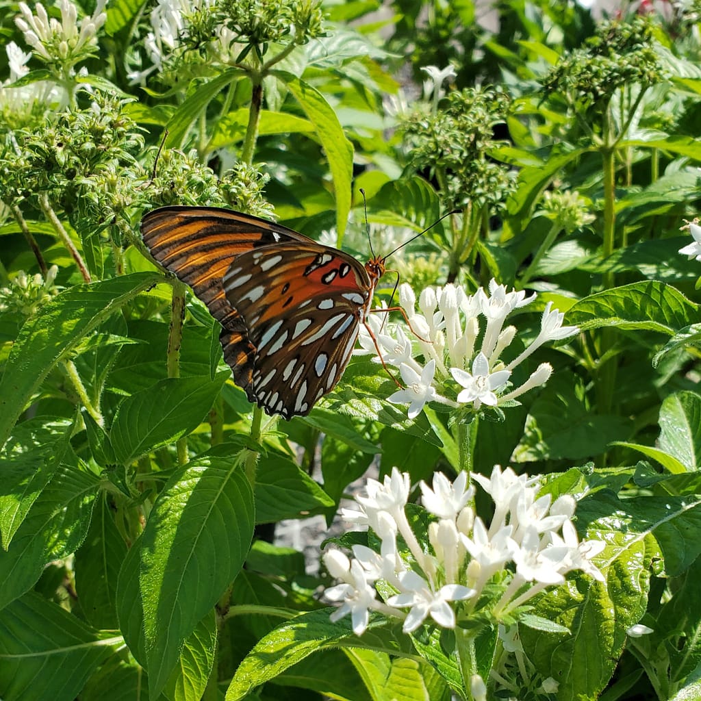 Gulf Fritillary Butterfly on White Penta Flowers (flowering plant)