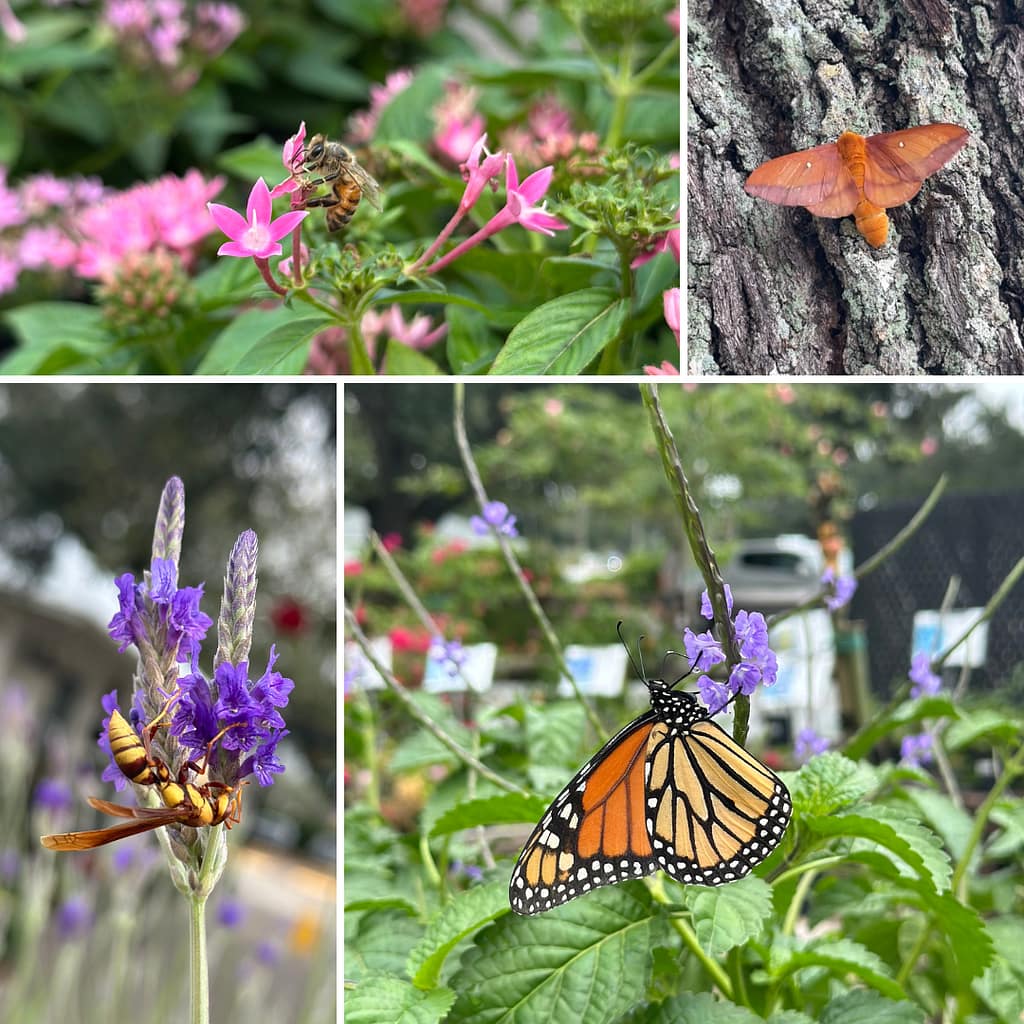 Grid of Photos of Various Pollinator Insects on Plants