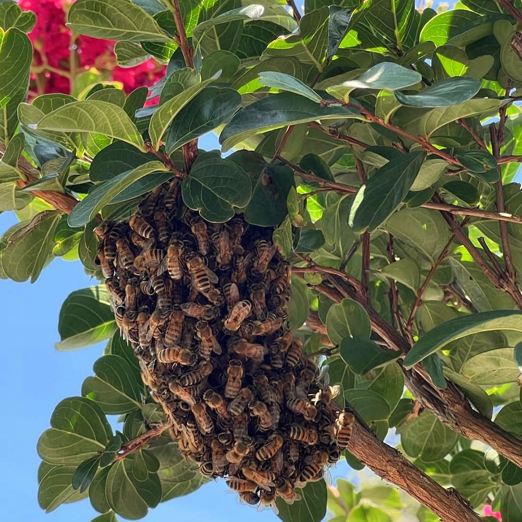 Swarm of Bees in Tree