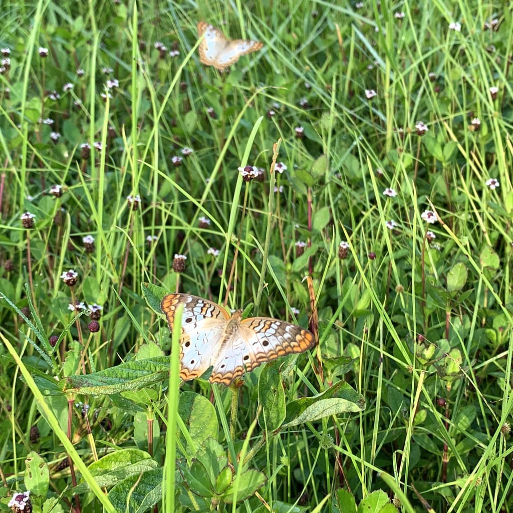 White Peacock Butterflies Among Frogfruit Plants