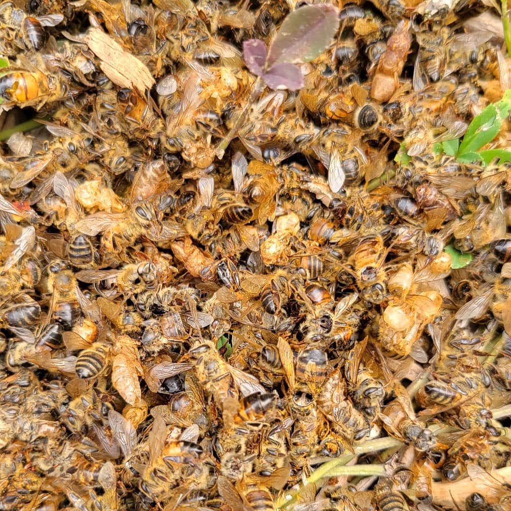 Dead Bees on the Ground