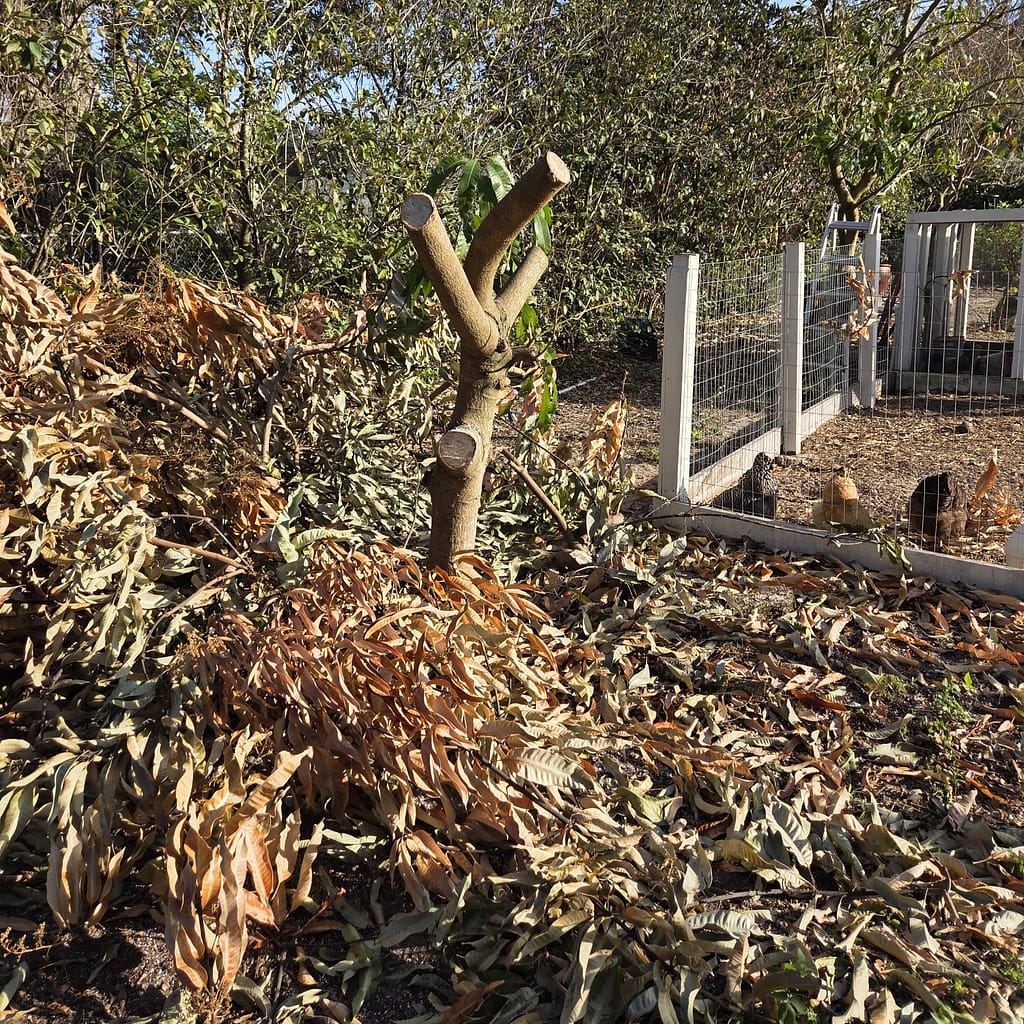 Tree Cut after Being Burnt by Extreme Cold