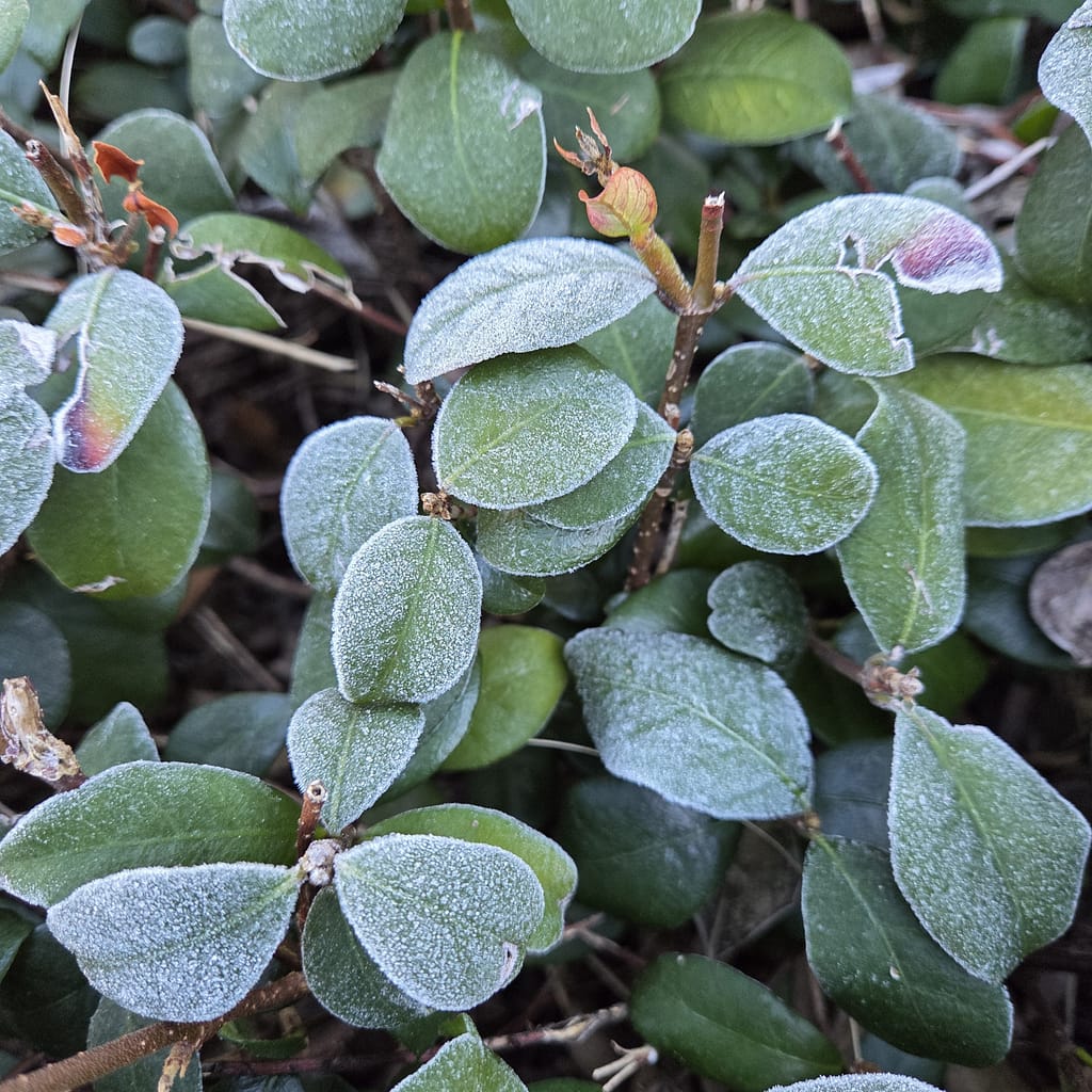 Frost-Covered Leaves on a Plant