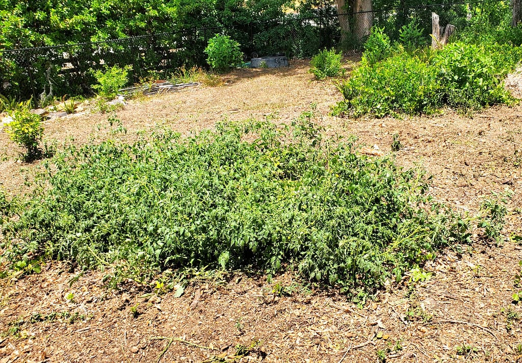 Sprawling Tomato Plant