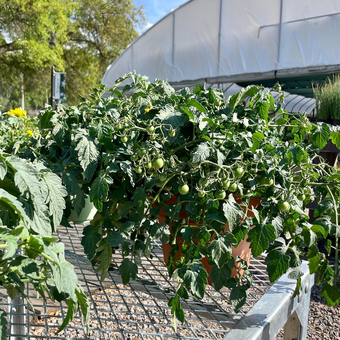 Variety of Vegetable Plants