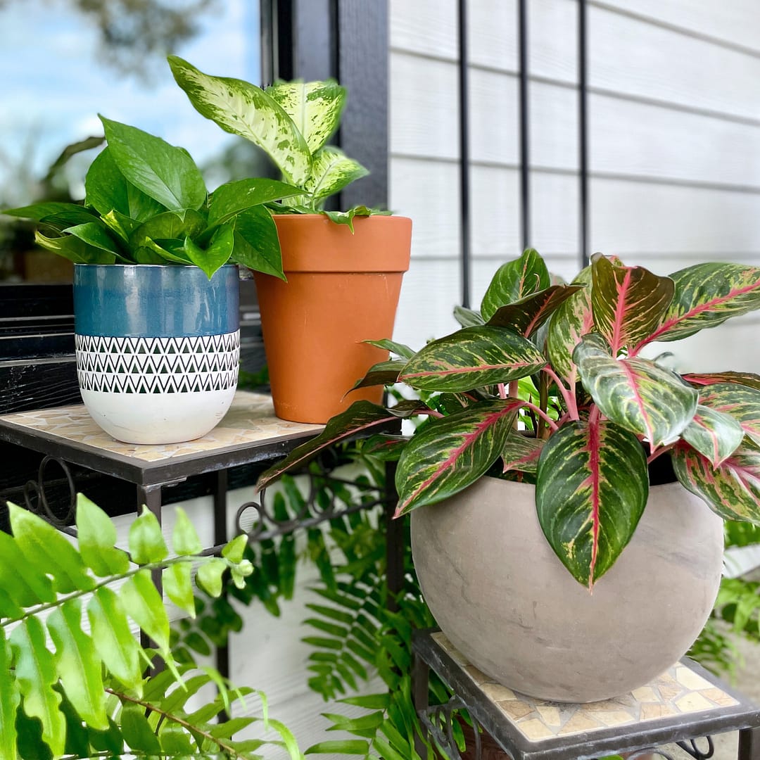 Indoor Pottery, Plant Stands, Plants