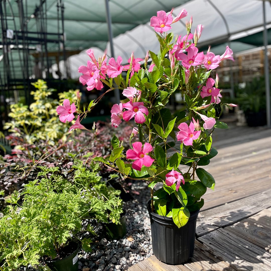 Pink Mandevilla Vine