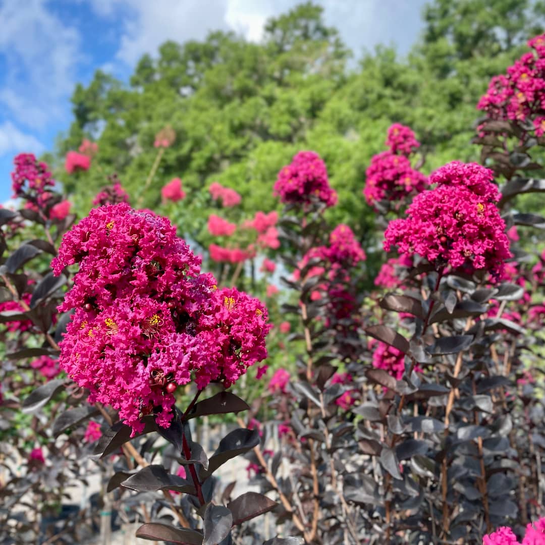 Dark Pink Blooms on Crape Myrtle Tree