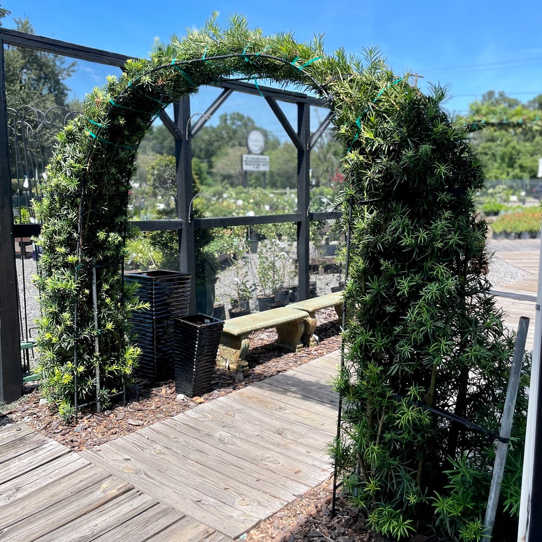 Podocarpus Growing Over an Arbor