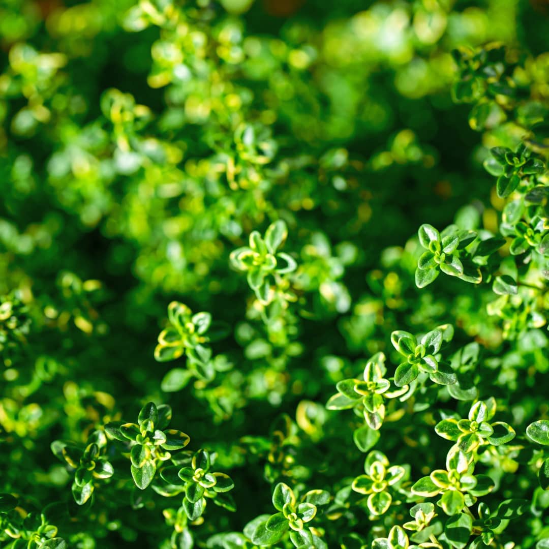 Lemon Thyme (Herb)