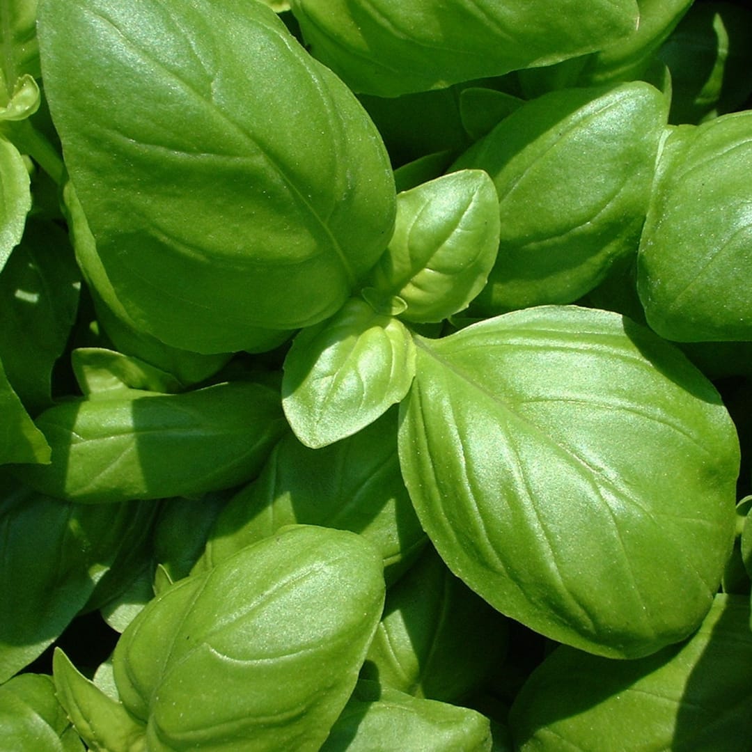 Basil (Herb)