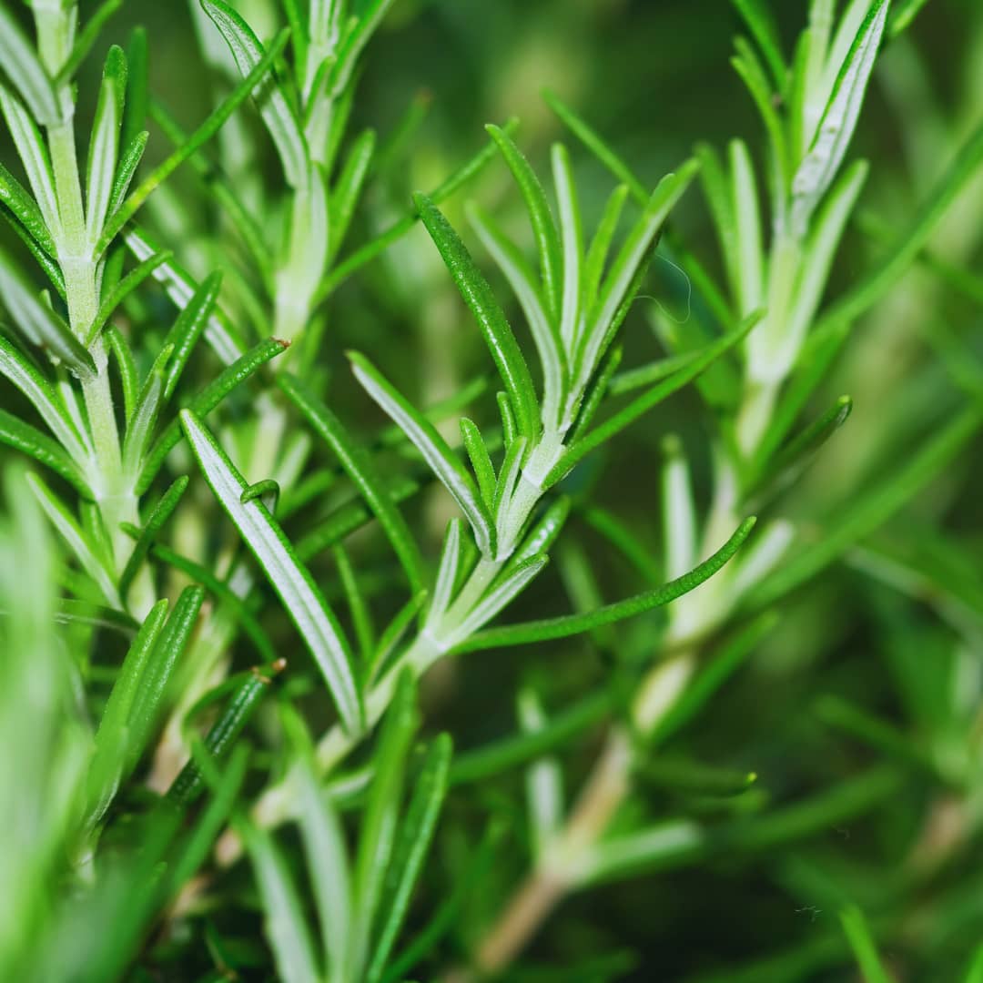 Rosemary (Herb)