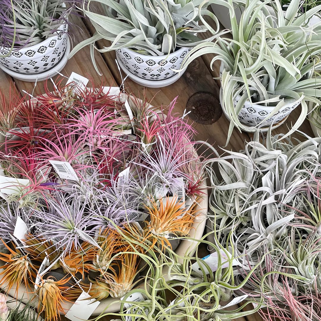 Colorful Air Plants