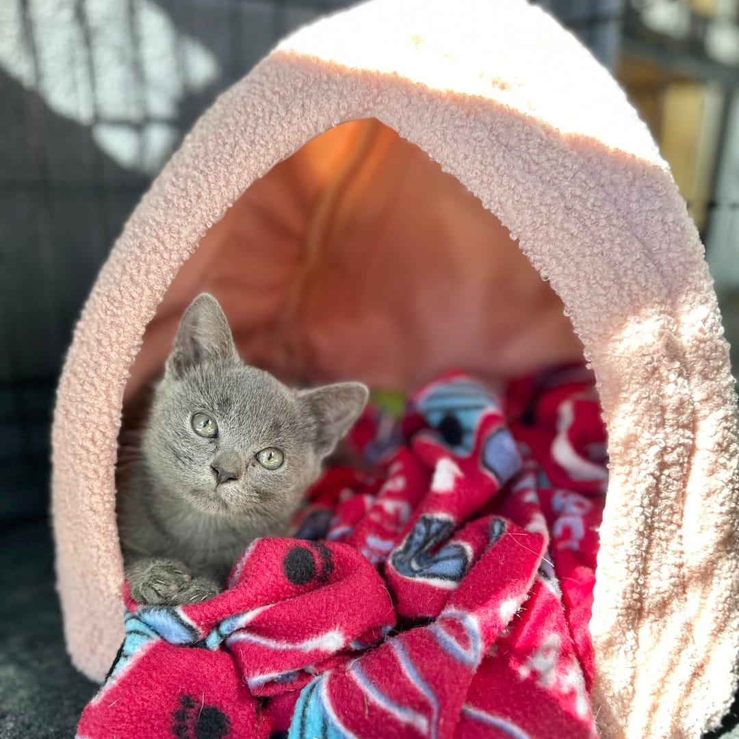 Pepper, the Kerby's Nursery Kitten