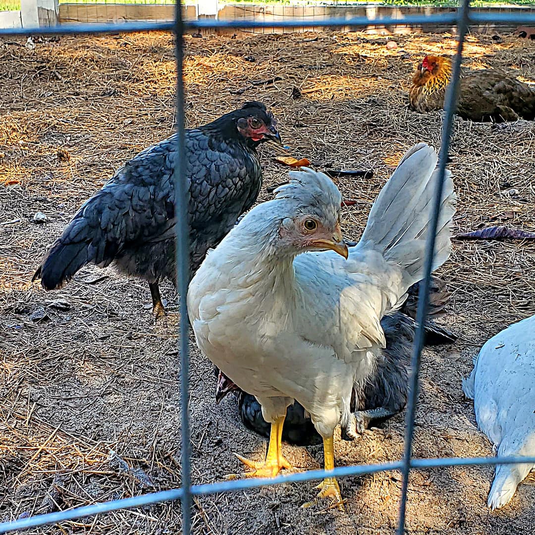 White Chicken with Others in Background