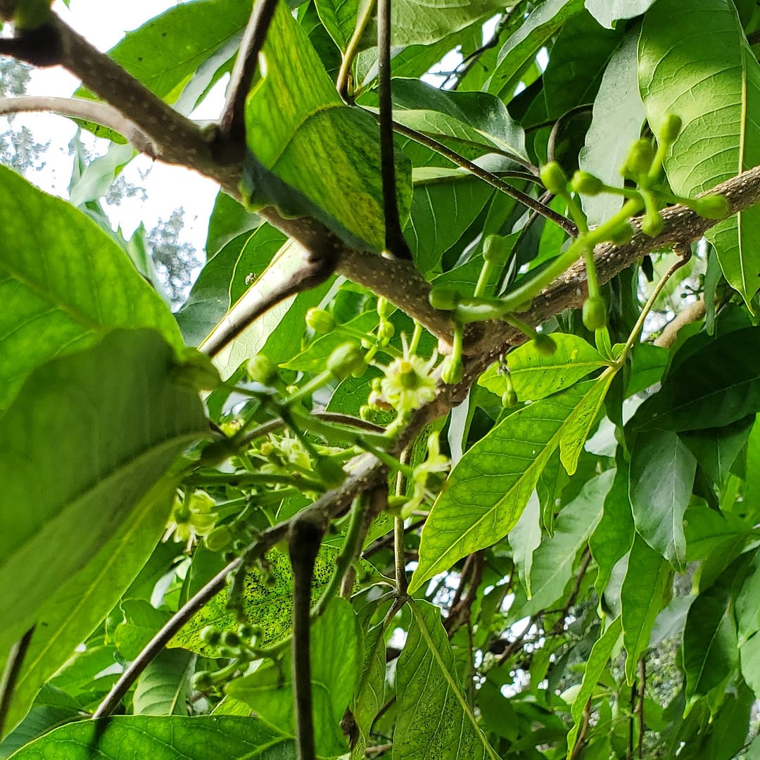 Flowers on White Sapote Fruit Tree