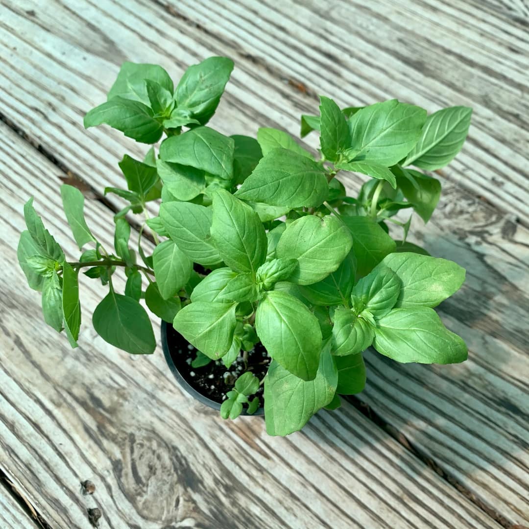 Basil Plant, herb