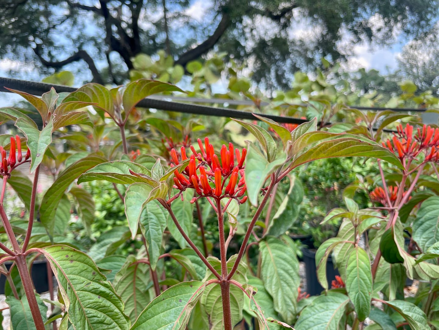 Firebush, Florida native plant