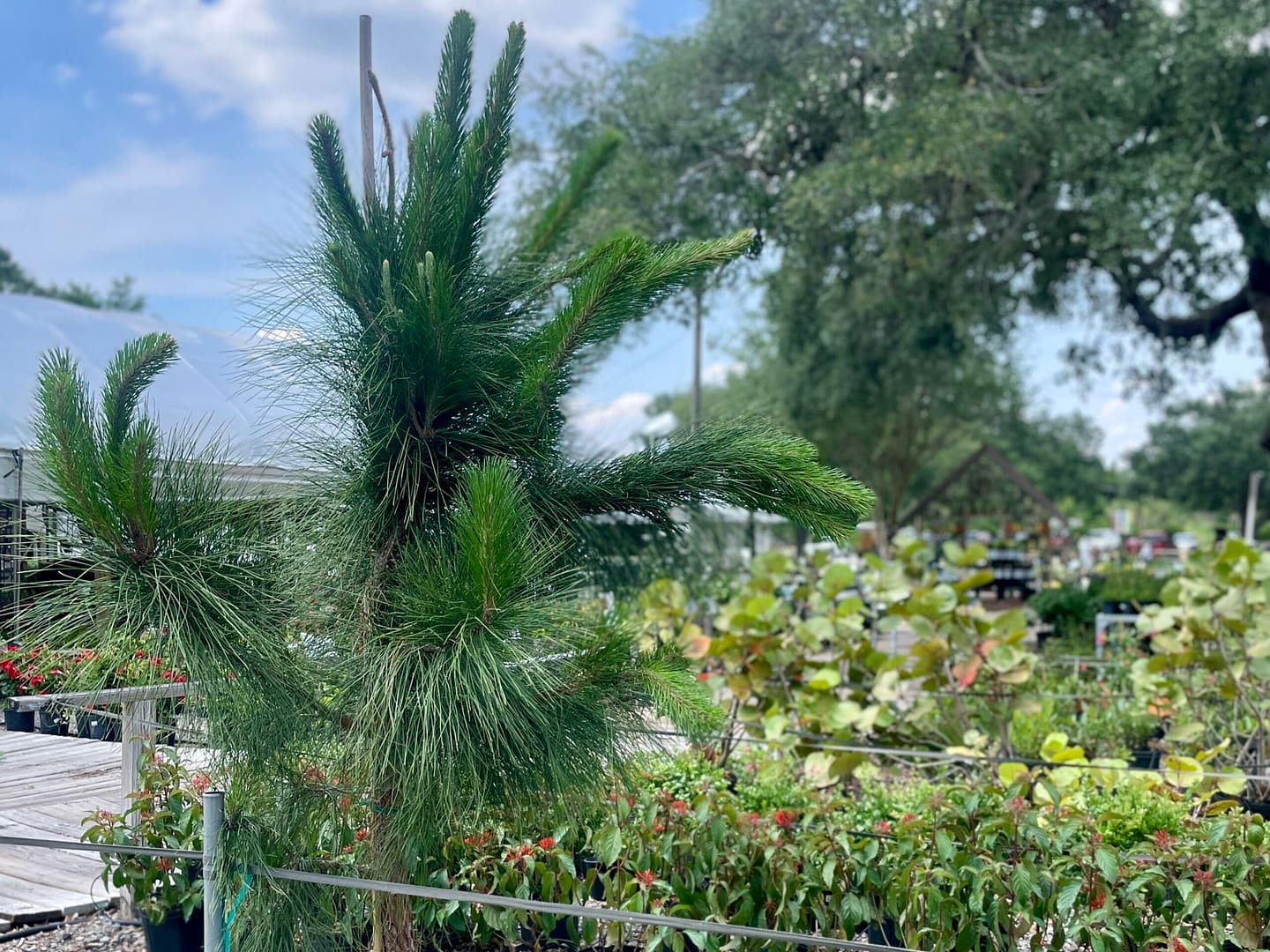 Slash Pine and Other Florida Native Plants