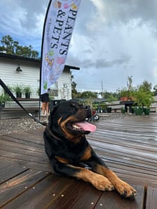 Rotweiler Dog Laying on Boardwalk in Front of Plants & Pets Sign