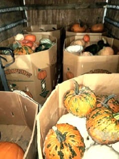 Pumpkins in Boxes in the Back of a Truck