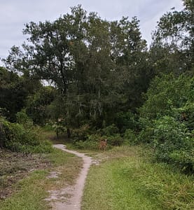 A Deer on a Mountain Biking Trail