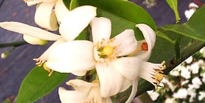 Citrus Blossoms