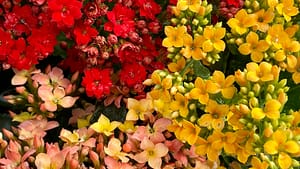 Kalanchoe, flowers, plant