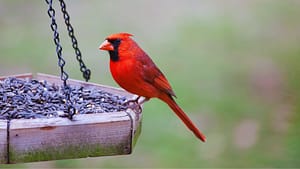 Cardinal on Bird Feeder