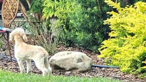 Pearl the Dog in the Garden