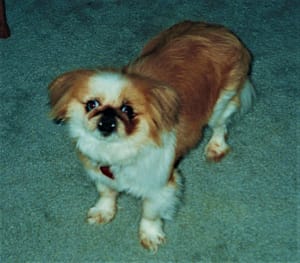 Bartok the Pekingnese Dog