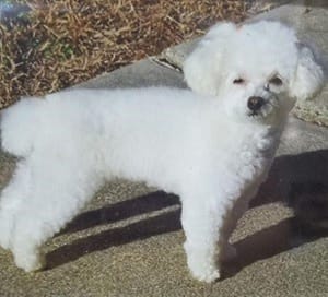 BooBoo the Poodle