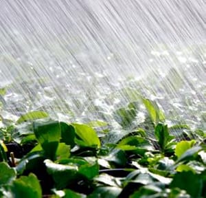 Rain on Plants