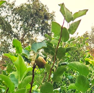 Apple on Apple Tree