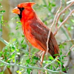 Red Cardinal on a Branch
