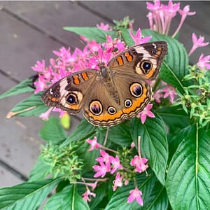 Common Buckeye Butterfly