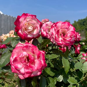 Rose Tree, flowering tree