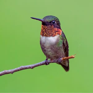 Ruby-throated Hummingbird