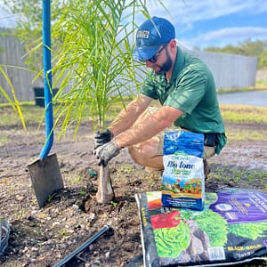 Planting a Palm Tree