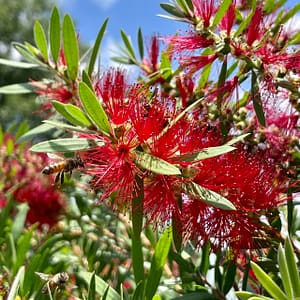 Bees on Red Cluster Bottlebrush Tree, flowering tree