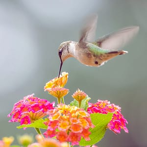 Hummingbird Eating Nectar from a Lantana (Flower)