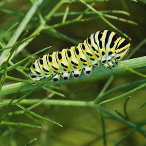 Black Swallowtail Caterpillar