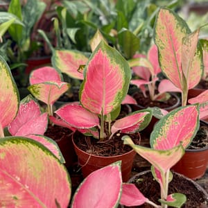 Cherry Pink Aglaonema