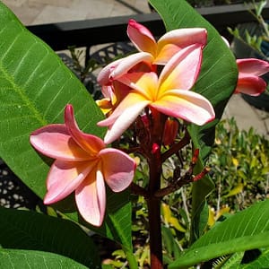 Plumeria dulcinea, flowering shrub