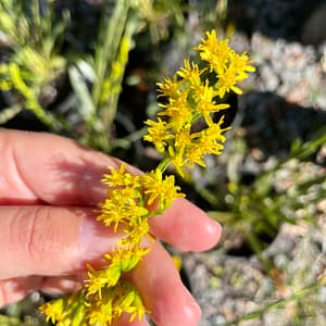 Goldenrod Slender and Sweet, Florida Native Plant