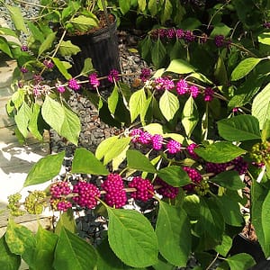 Beautyberry, Florida Native Shrub