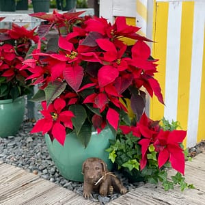 Red Poinsettias