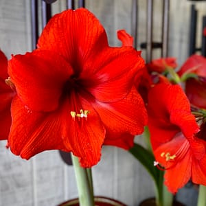 Amaryllis, flowering plant